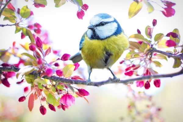 C'est le printemps !